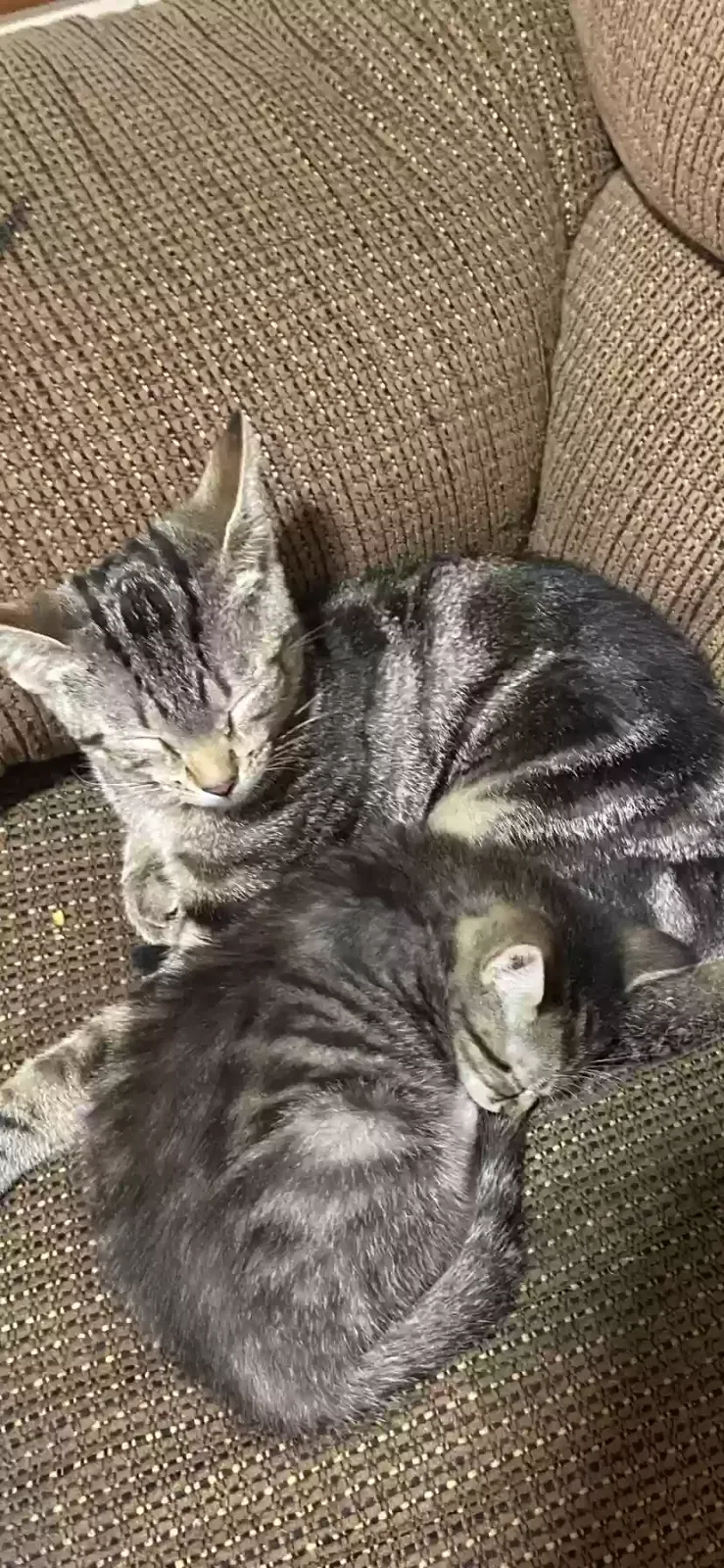 Lost cat in Georgetown, KY, 40324
