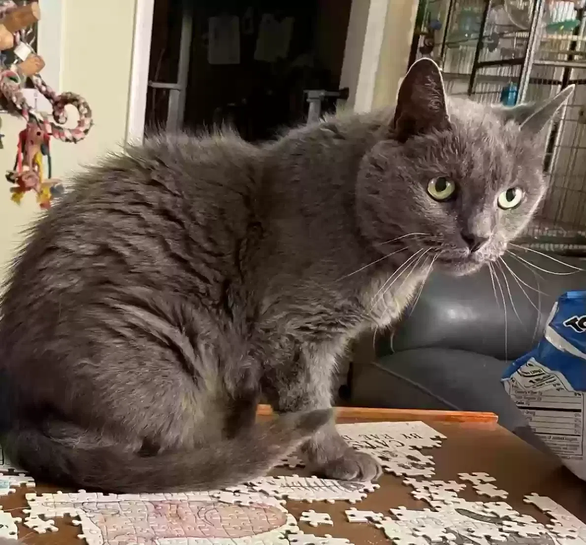 Lost cat in Manchester, NH, 3103