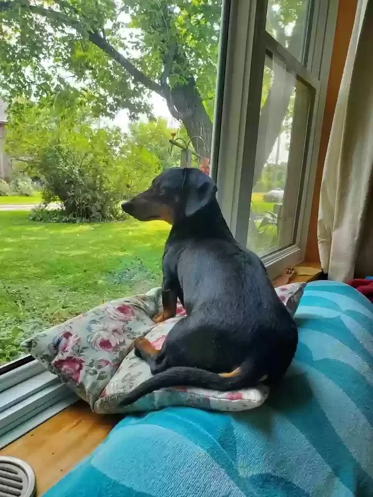 Lost dog in Oxford, WI, 53952
