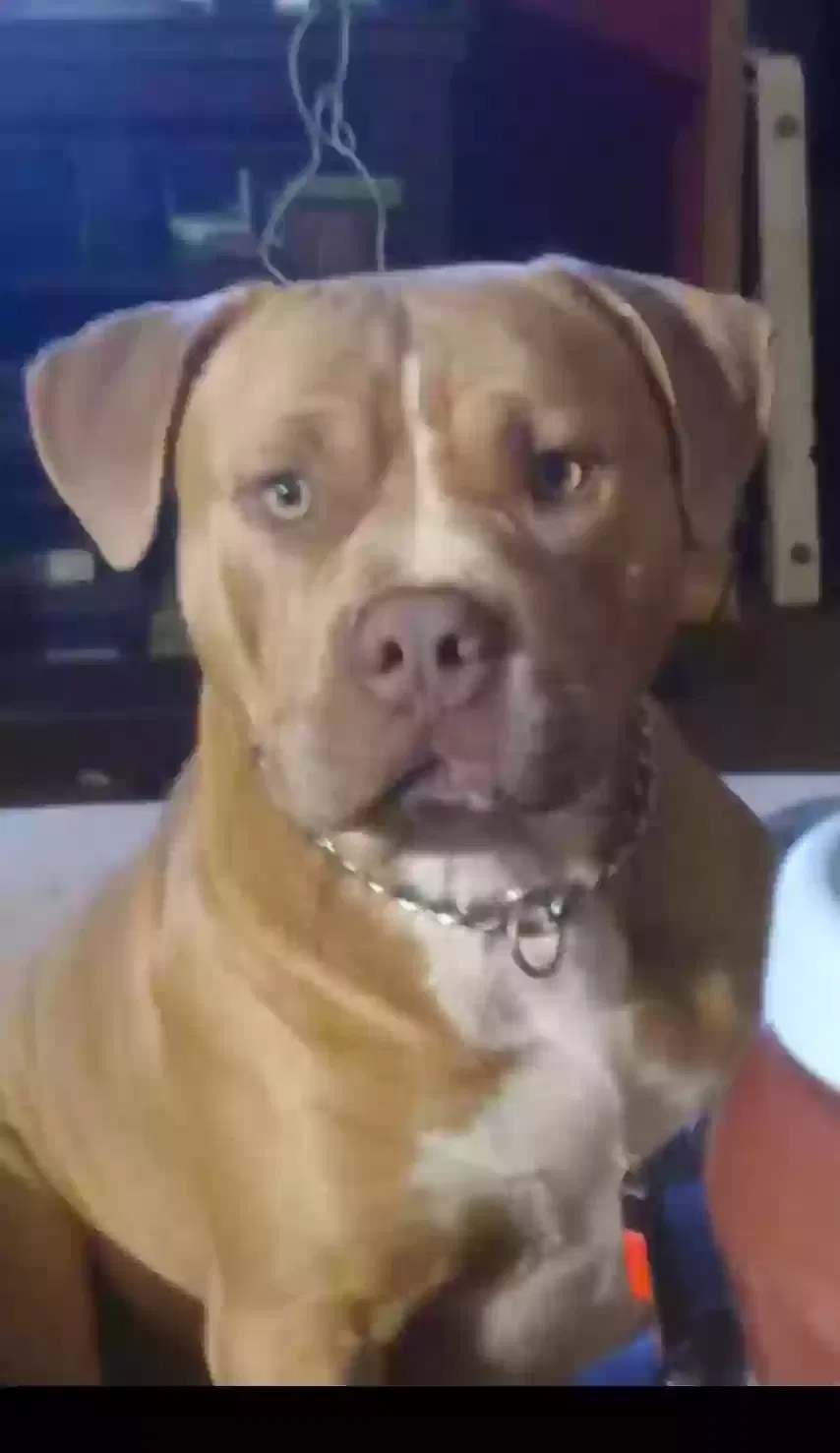 Lost dog in Mount Airy, NC, 27030