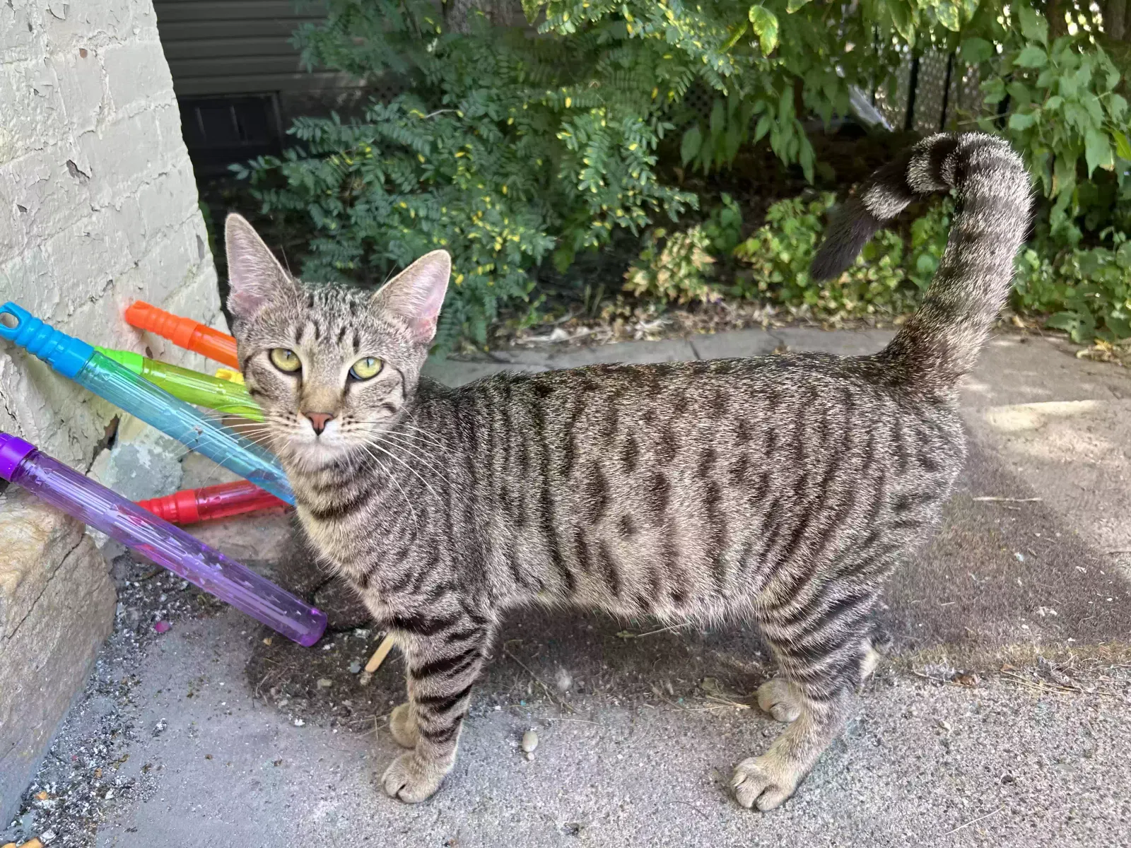 Found cat in Mankato, MN, 56001
