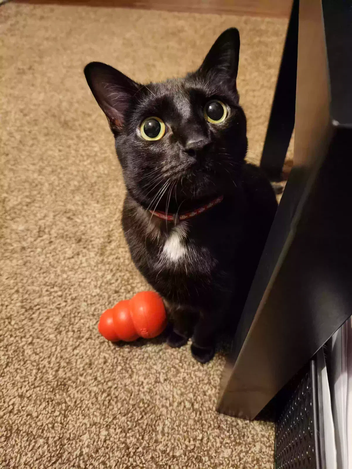 Lost cat in Colorado Springs, CO, 80923