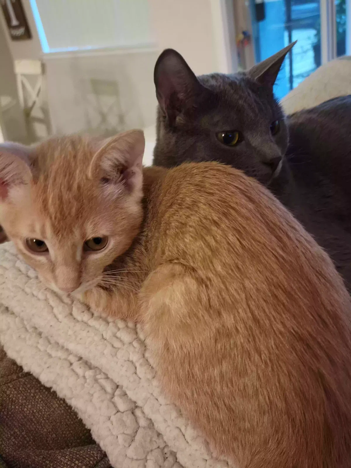Lost cat in Pinole, CA, 94564