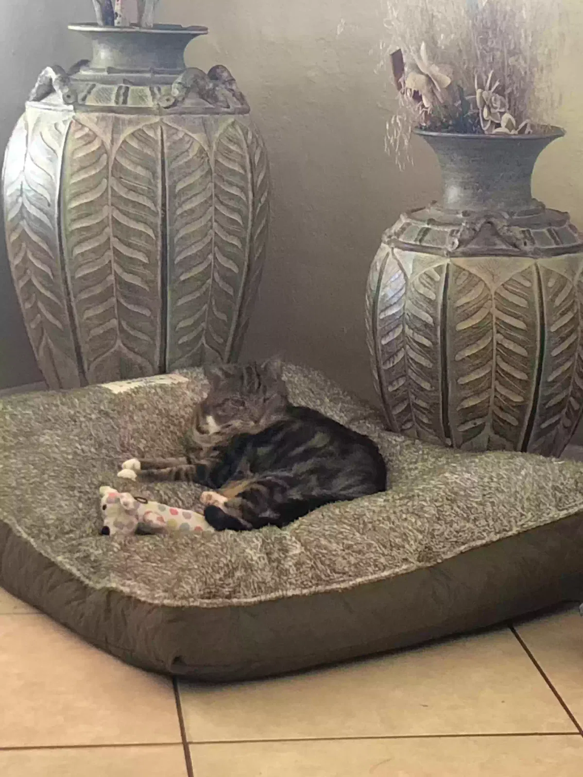 Lost cat in Sumter, SC, 29150