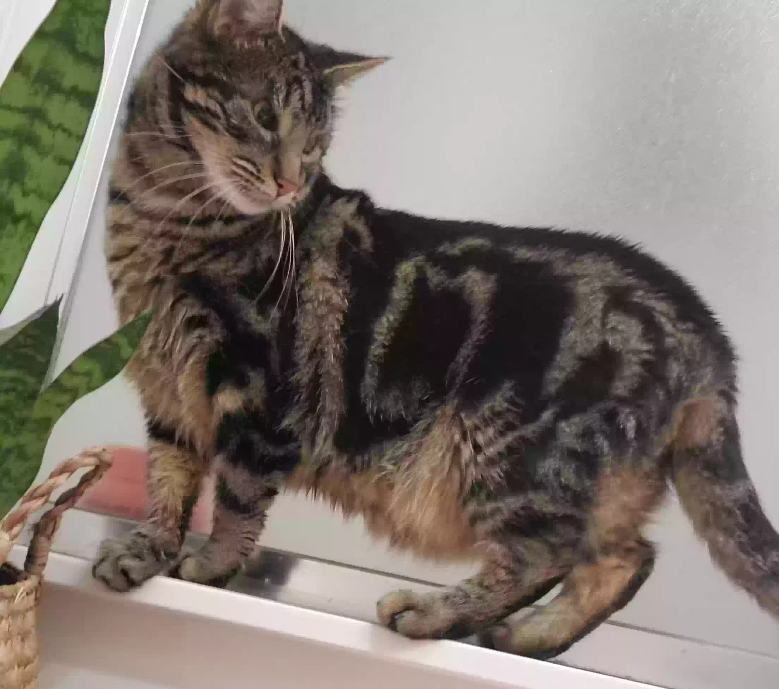 Lost cat in Fairfield, CA, 94533