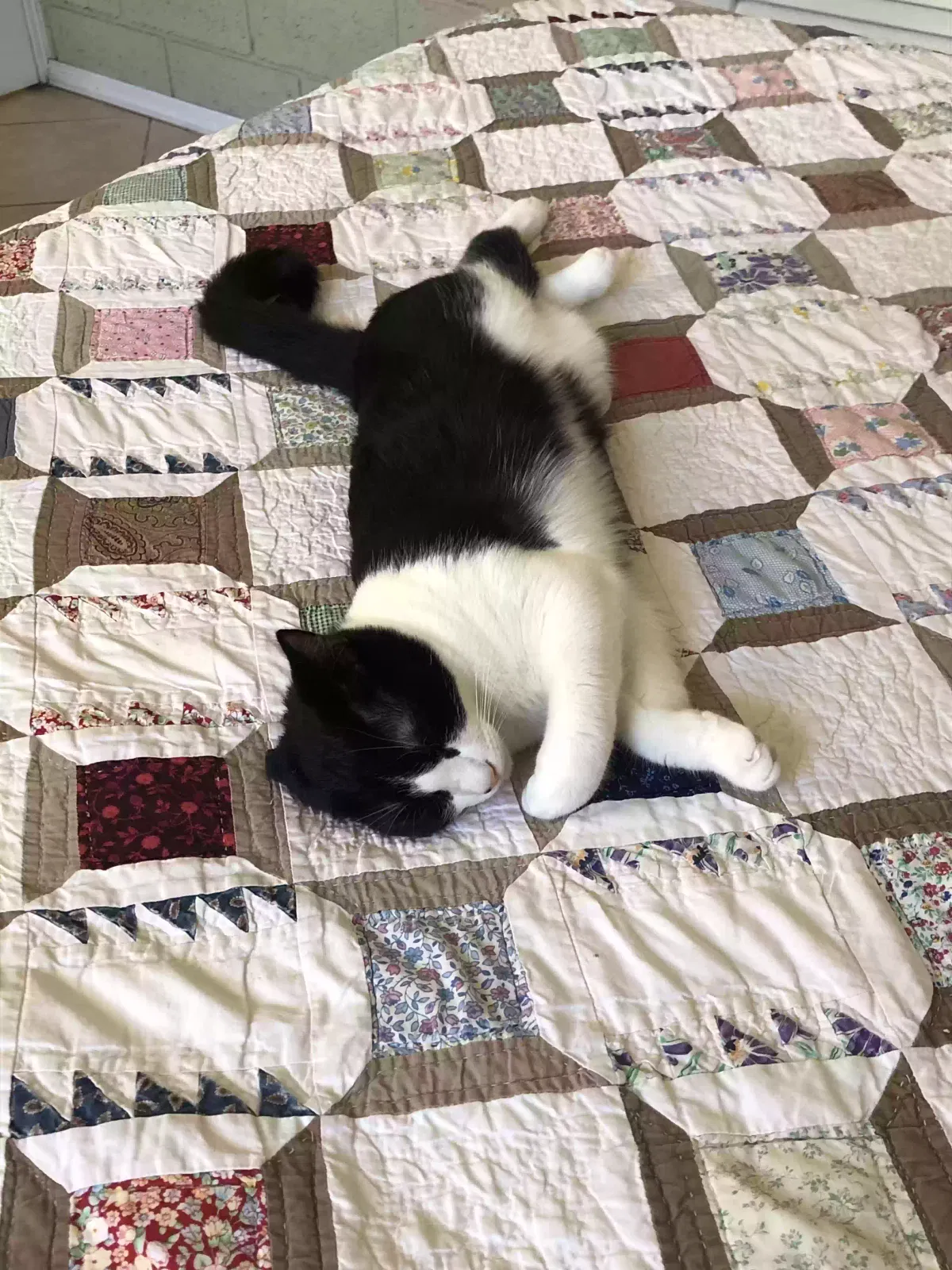 Lost cat in Sumter, SC, 29150