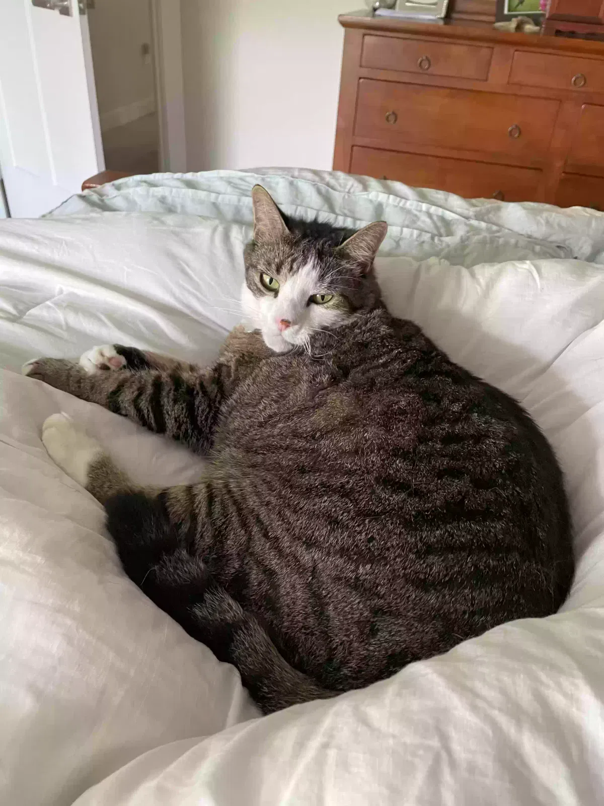 Lost cat in Toano, VA, 23168