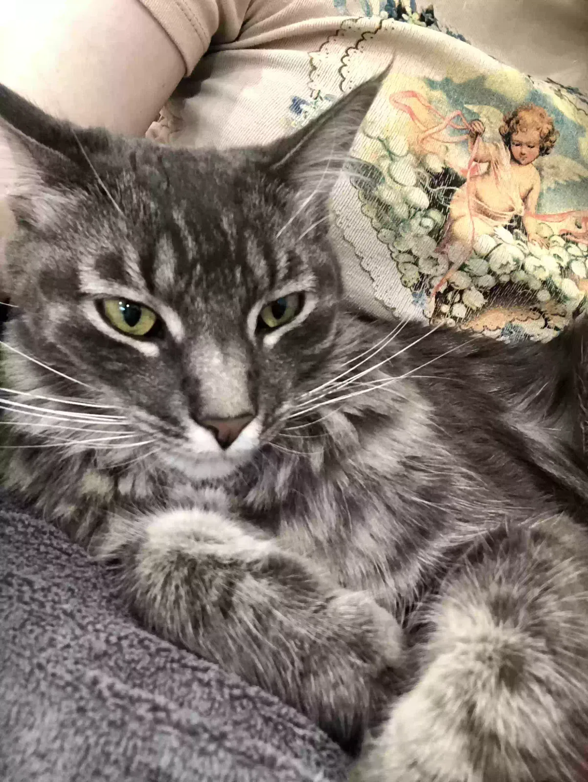 Lost cat in Studio City, CA, 91604