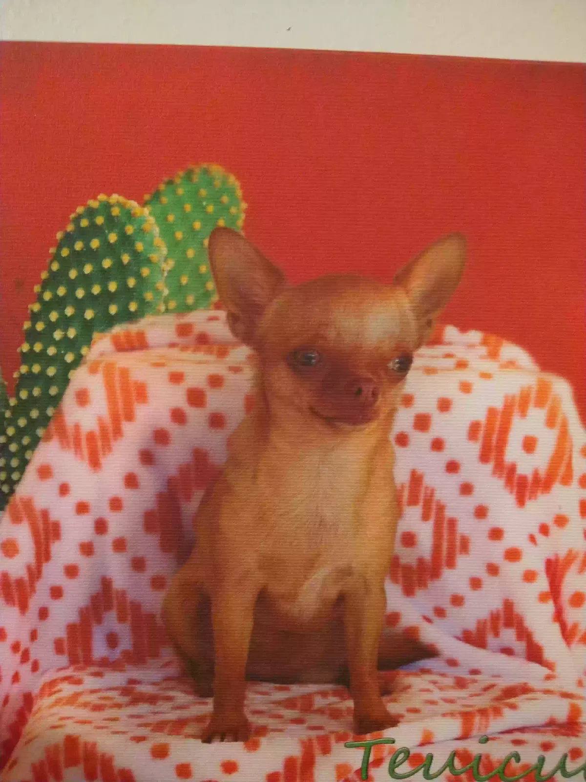 Lost dog in Commerce, TX, 75428