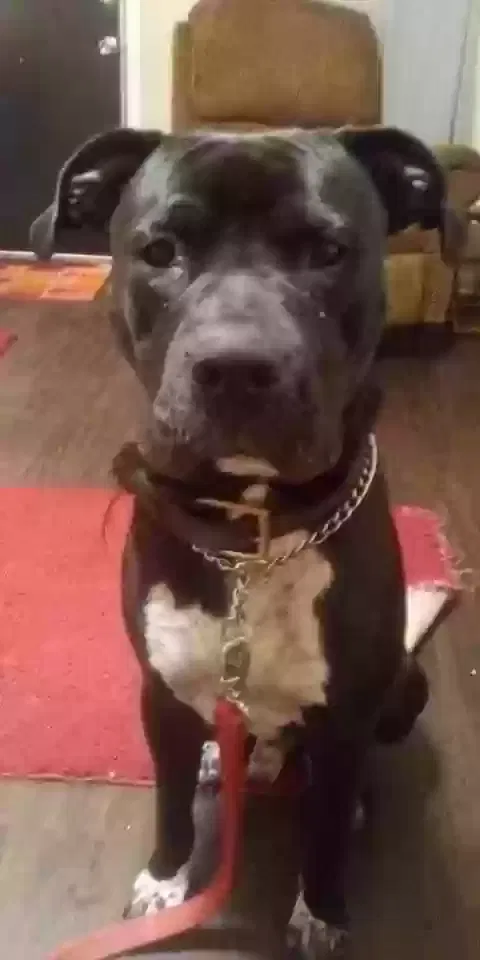 Lost dog in Little Rock, AR, 72211