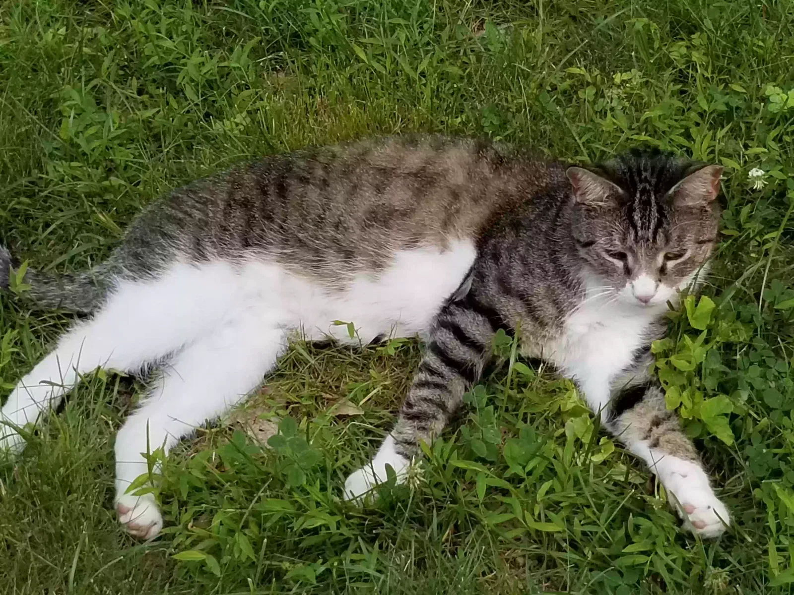 Lost cat in Meriden, CT, 6450