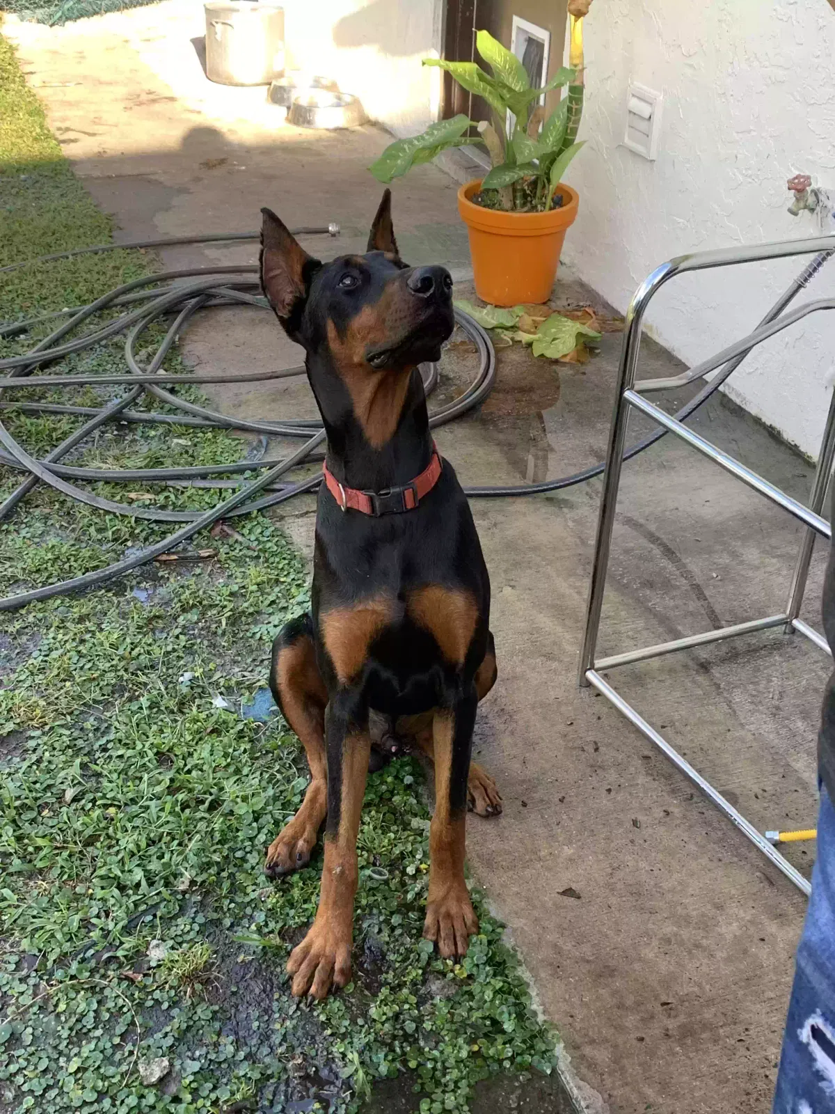 Lost dog in Orlando, FL, 32824
