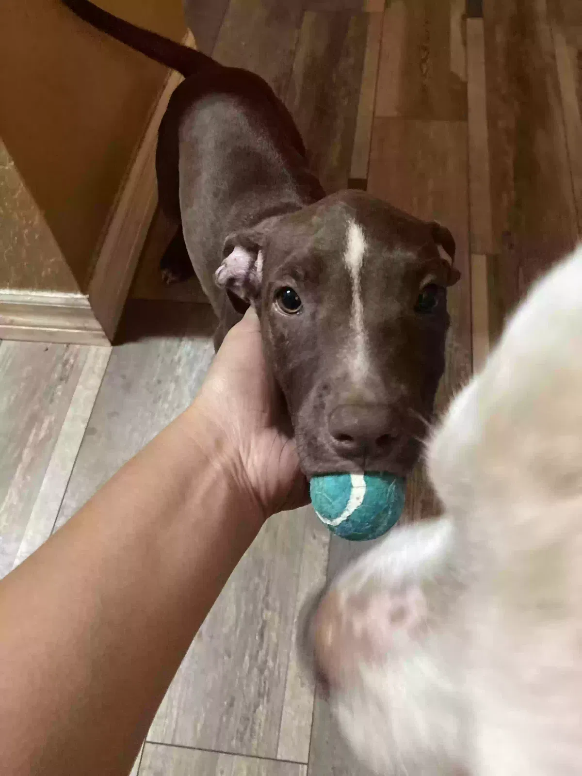 Lost dog in Summerfield, FL, 34491