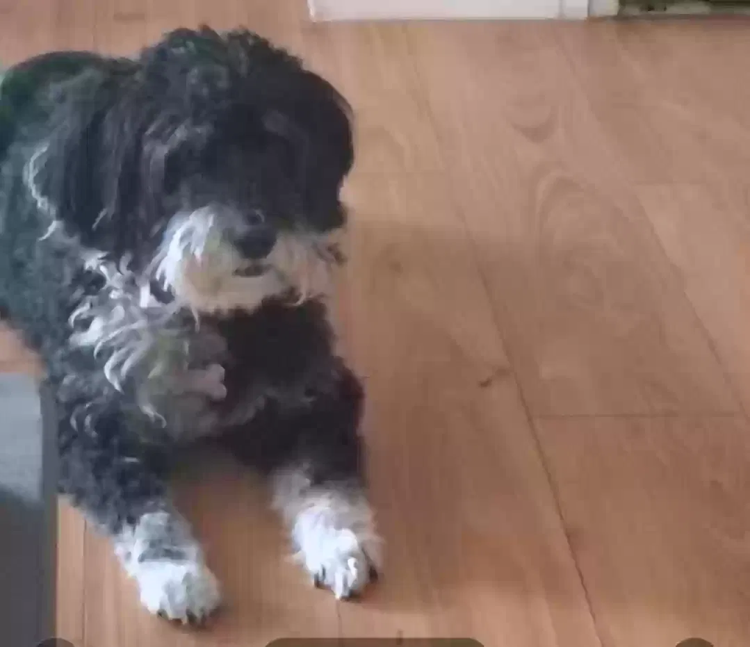 Lost dog in Lancaster, CA, 93535