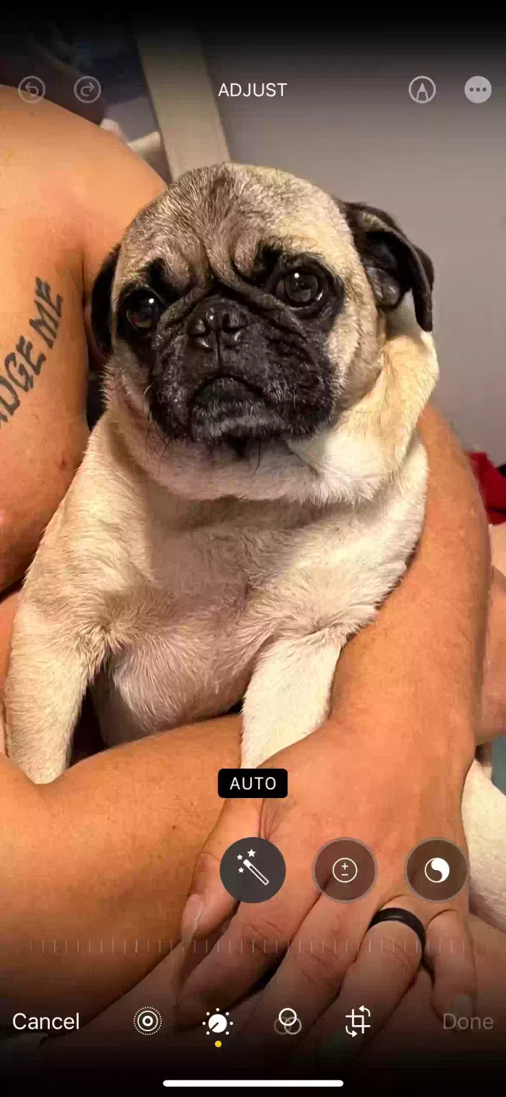 Lost dog in Chilton, TX, 76632