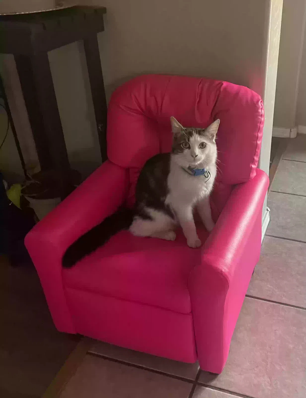 Lost cat in El Mirage, AZ, 85335
