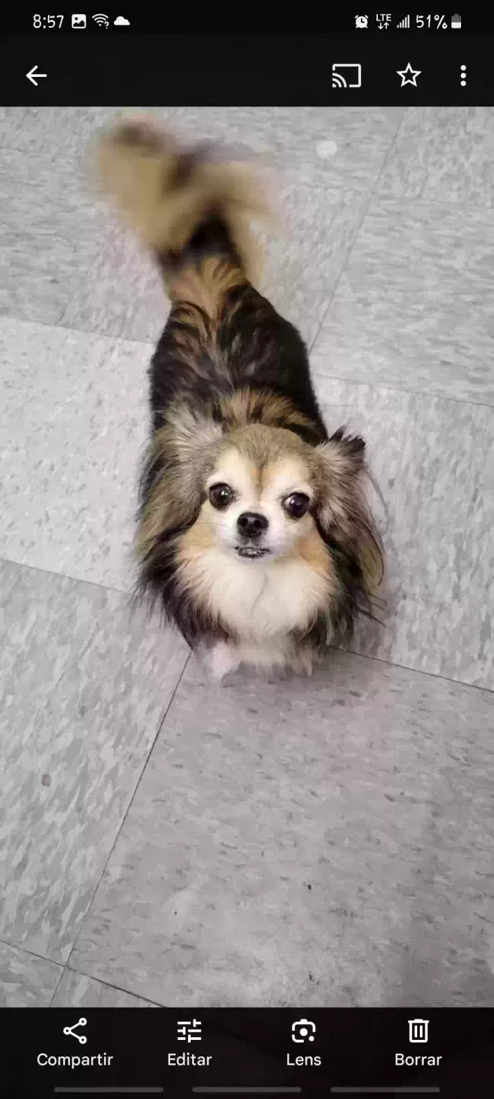 Lost dog in Brooklyn, NY, 11237