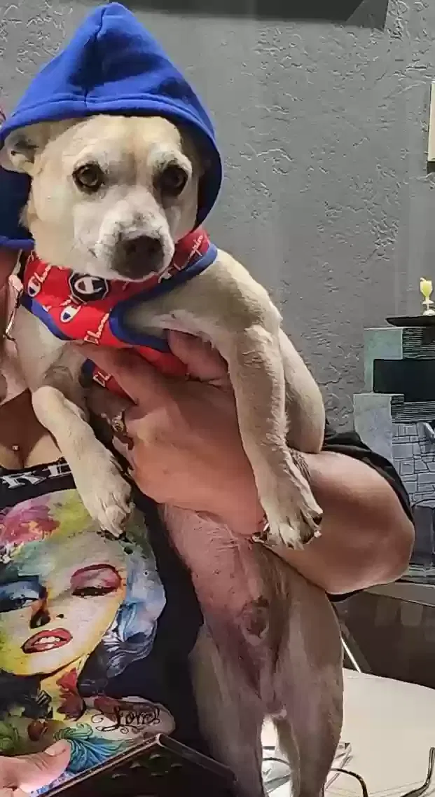 Lost dog in Bakersfield, CA, 93309