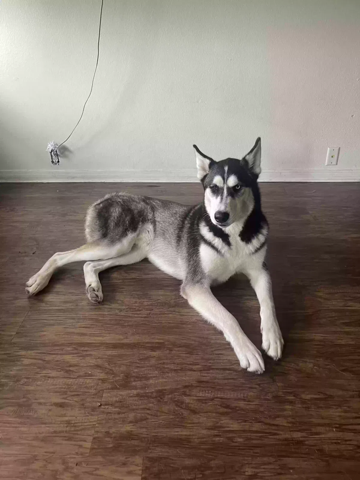 Lost dog in Houston, TX, 77090