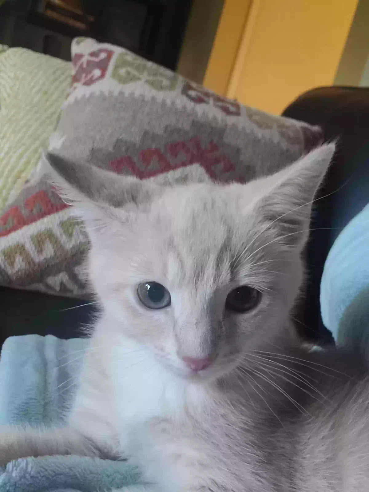 Lost cat in Lake Oswego, OR, 97035