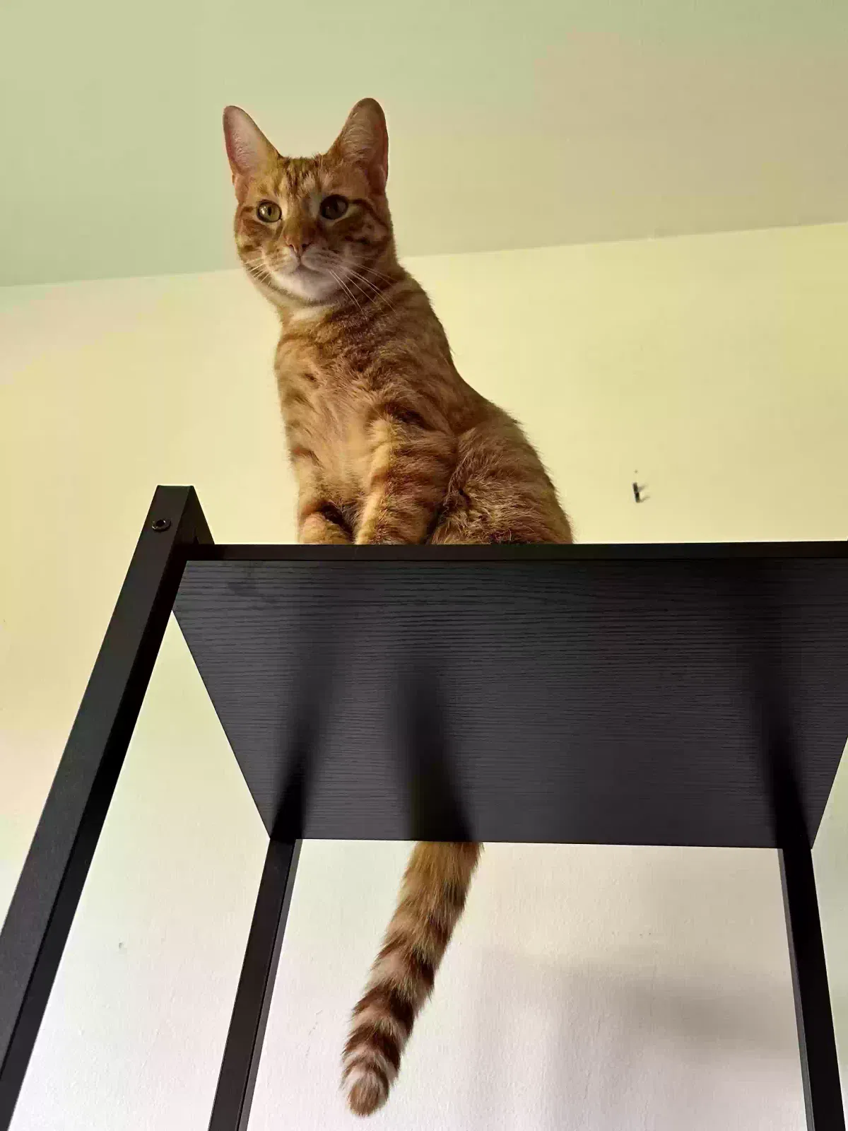 Lost cat in Troy, MI, 48085