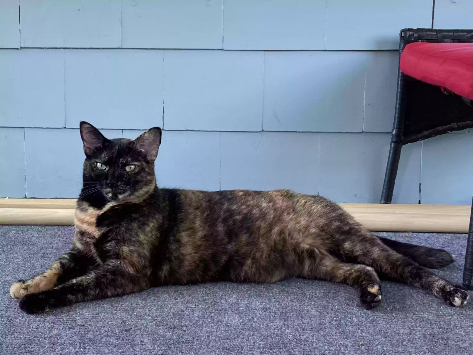 Lost cat in San Antonio, TX, 78249