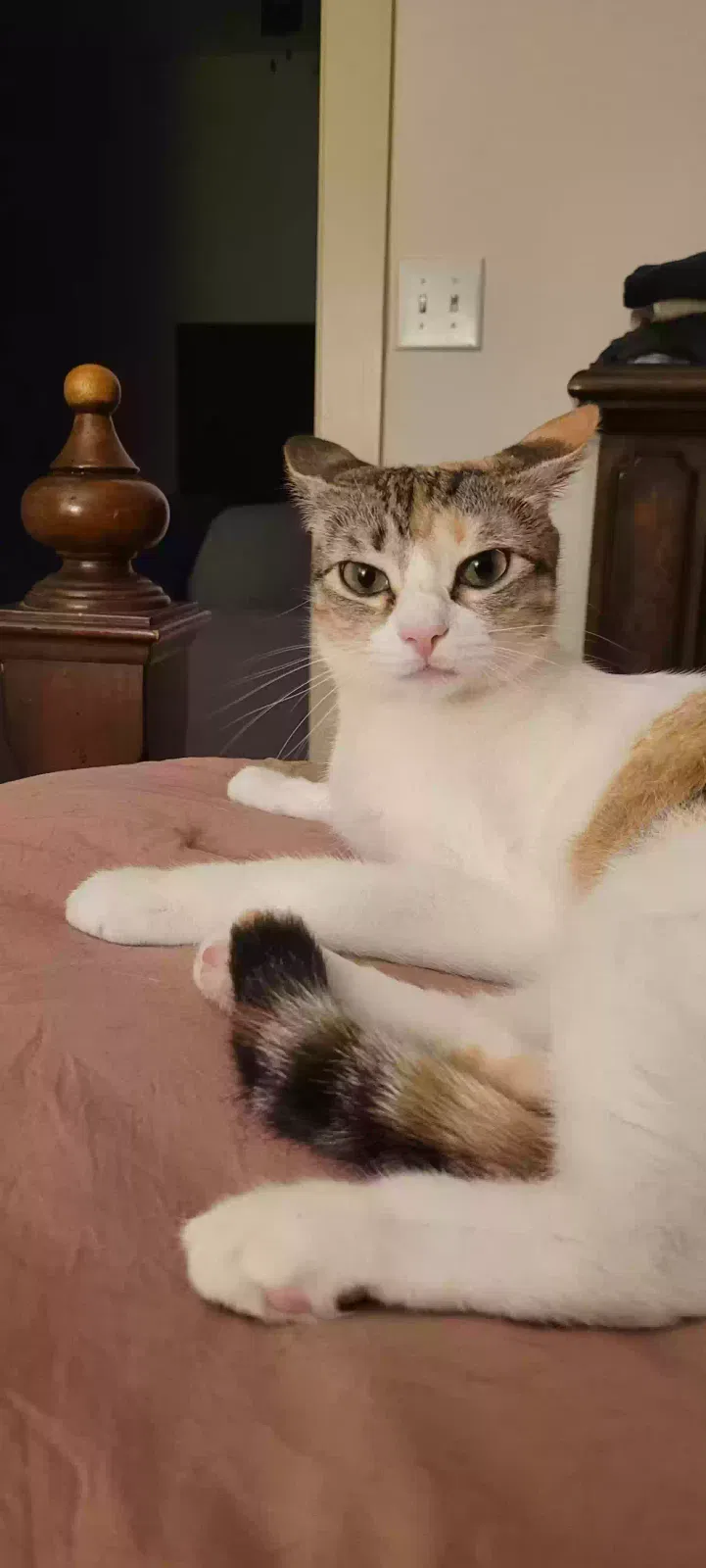 Lost cat in Pflugerville, TX, 78660