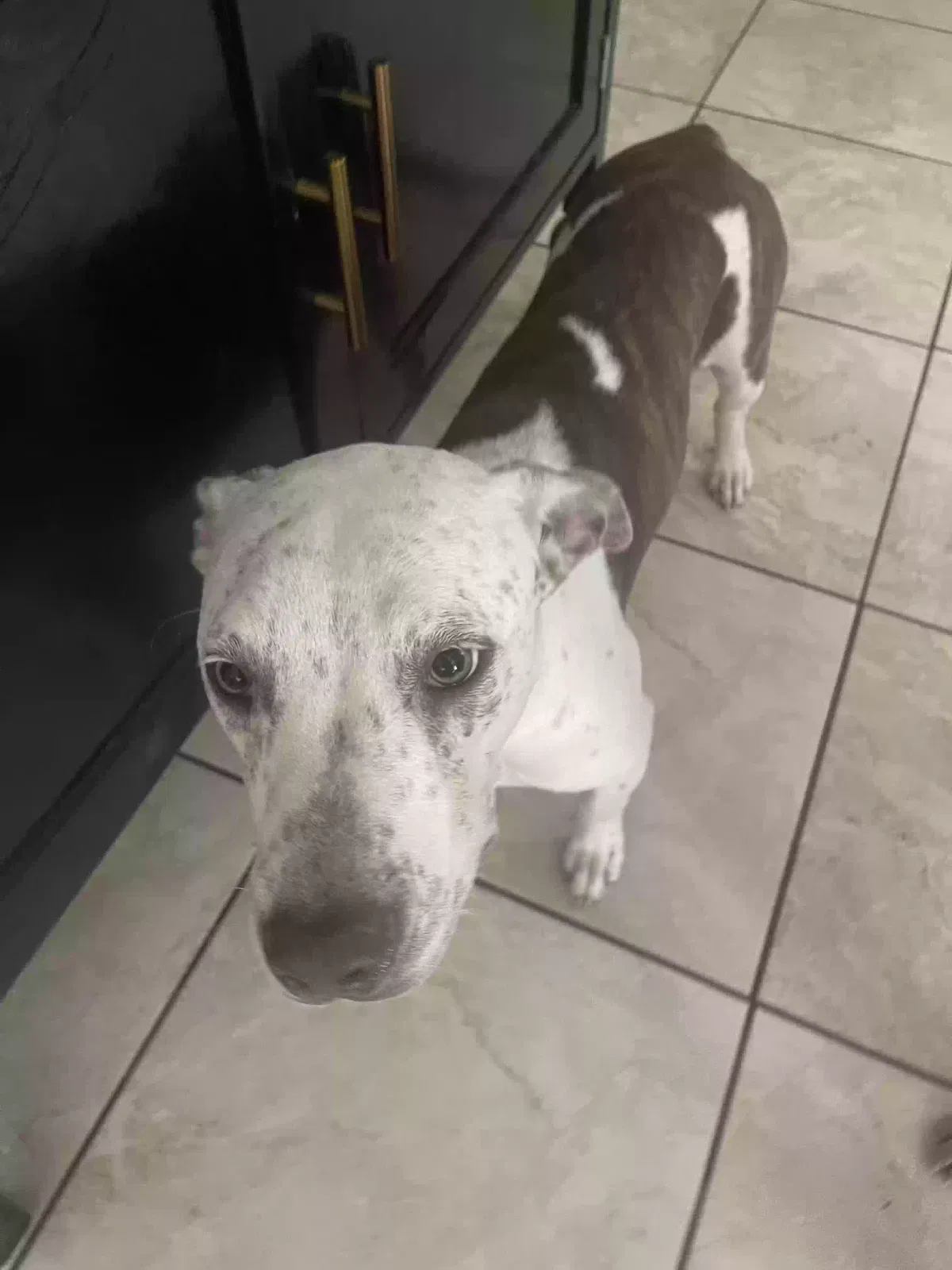 Found dog in Fort Worth, TX, 76112