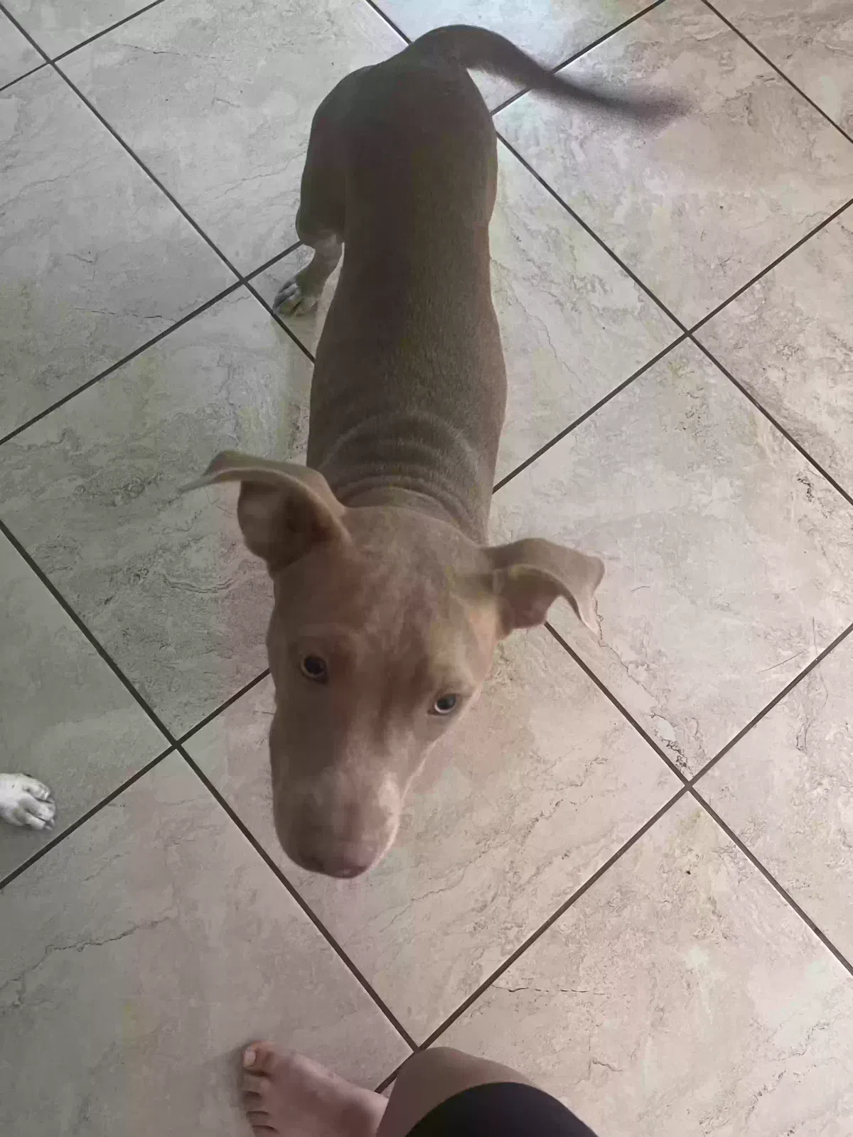 Found dog in Fort Worth, TX, 76112