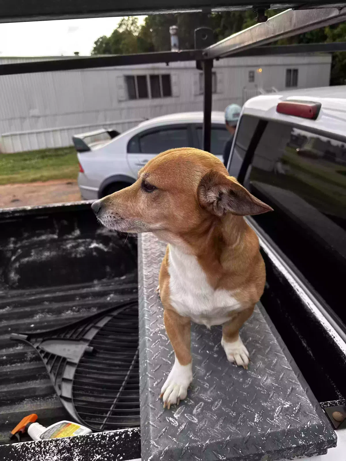 Lost dog in Anderson, SC, 29626
