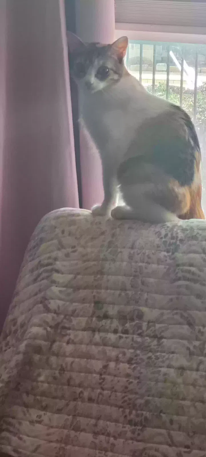 Lost cat in Pflugerville, TX, 78660