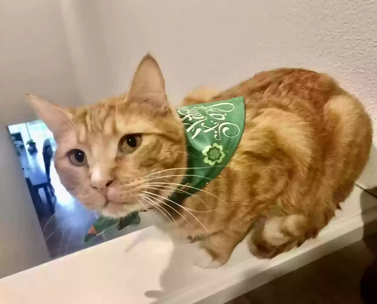 Lost cat in Vancouver, WA, 98684