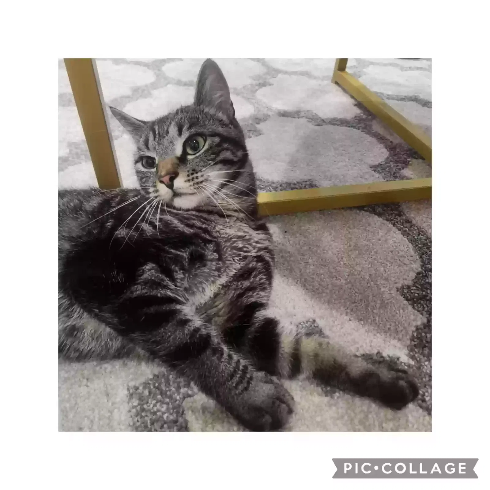 Lost cat in Hyde Park, MA, 2136