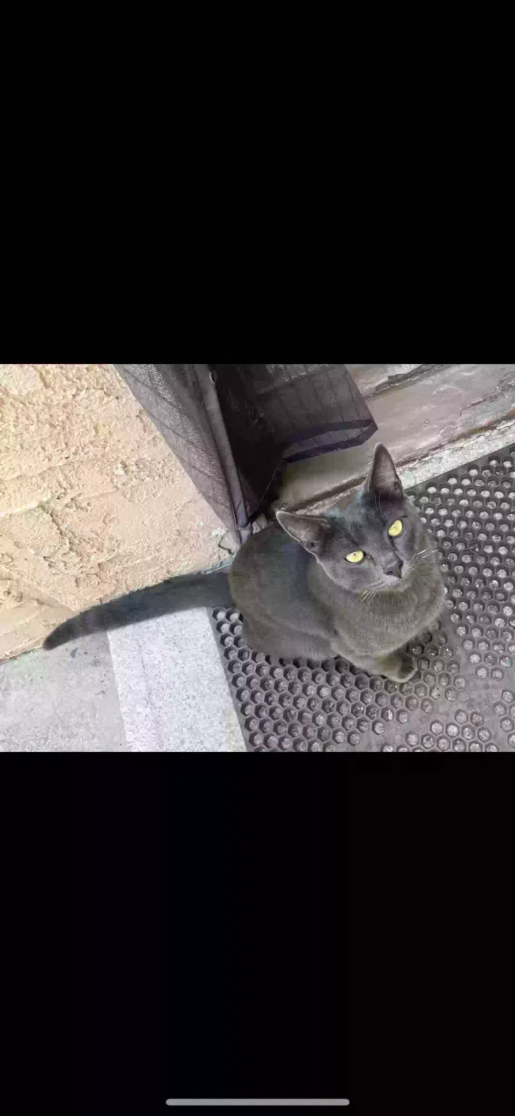 Lost cat in Long Beach, CA, 90803