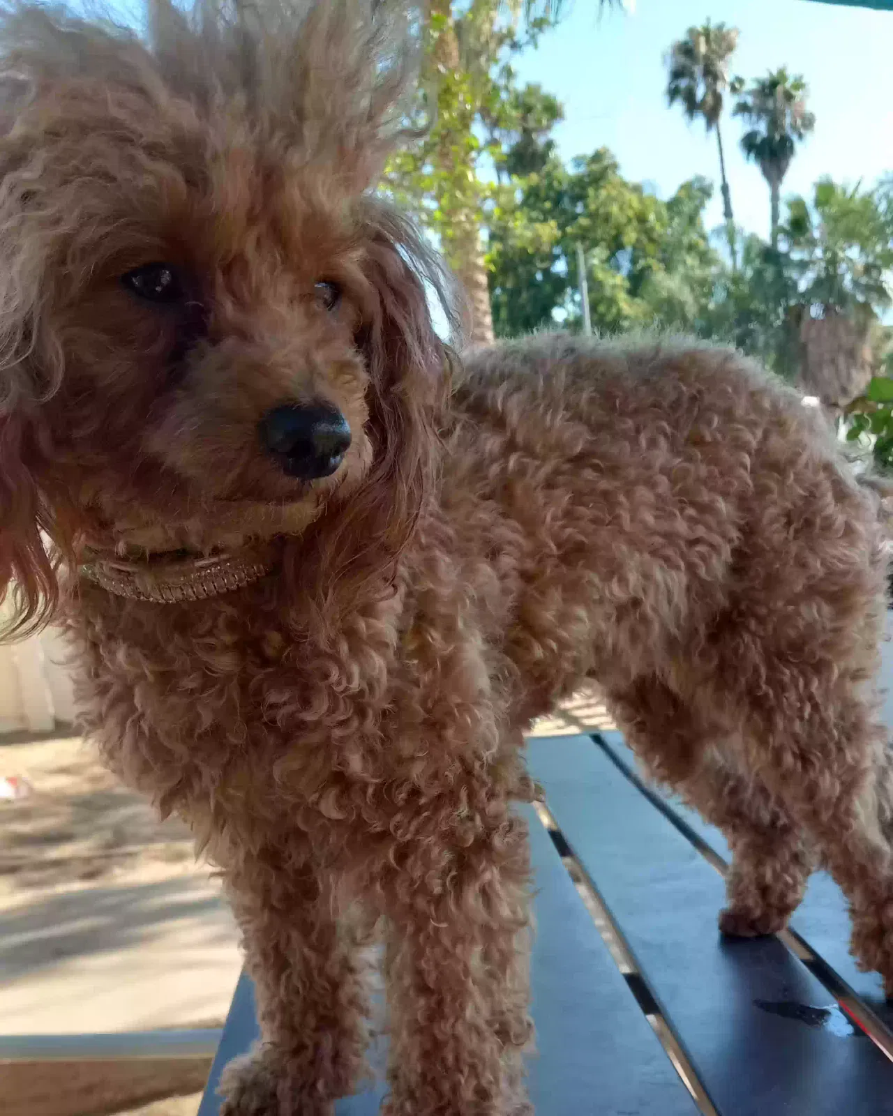 Lost dog in Rialto, CA, 92376
