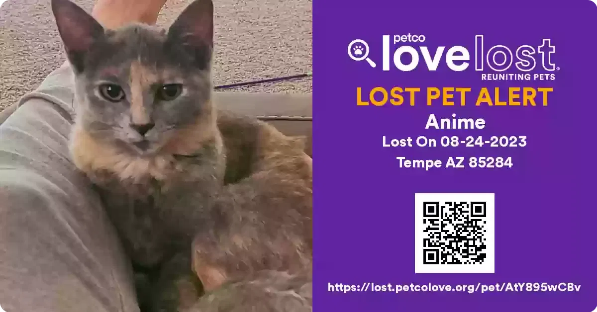 Lost cat in Tempe, AZ, 85284