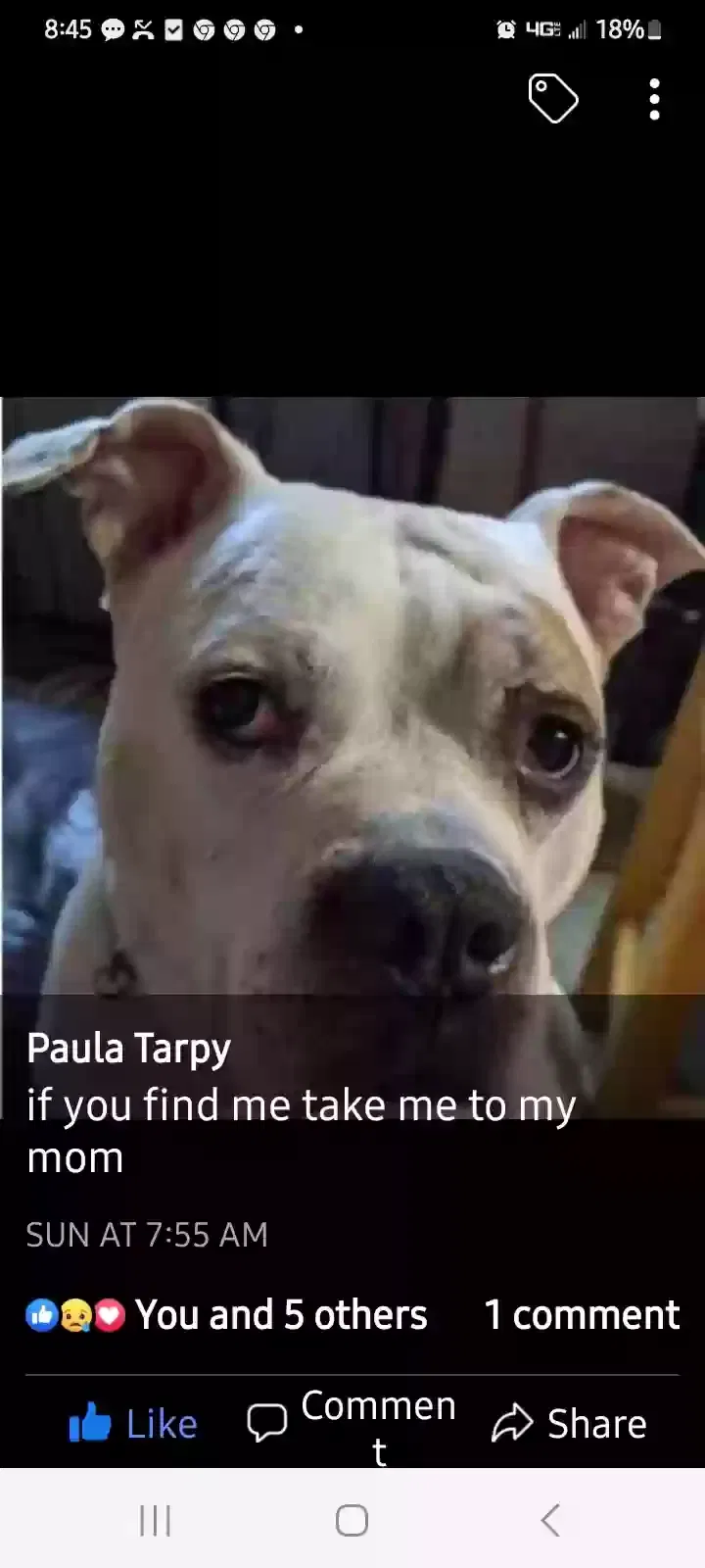 Lost dog in Mount Carmel, IL, 62863