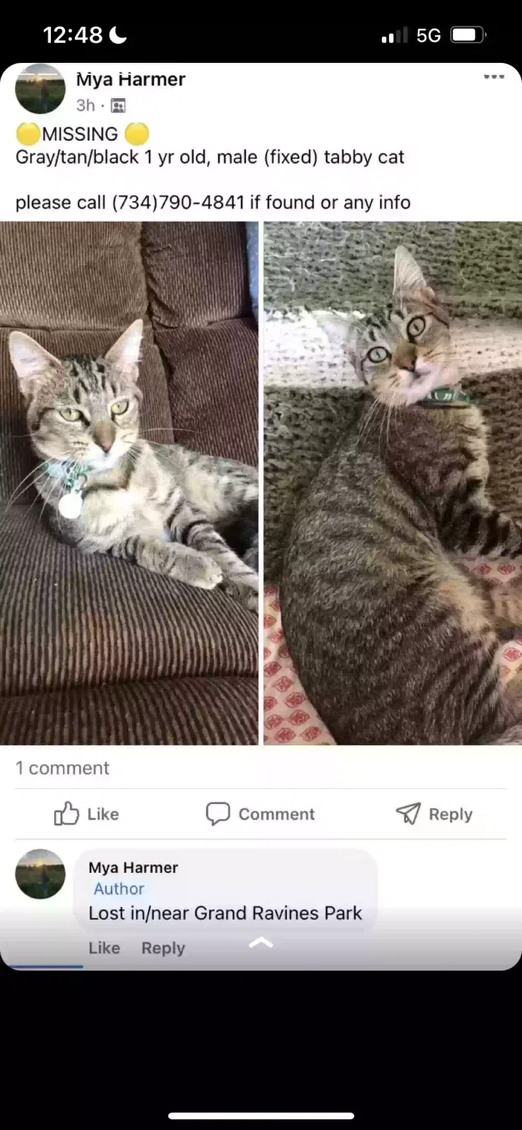 Lost cat in Allendale, MI, 49401