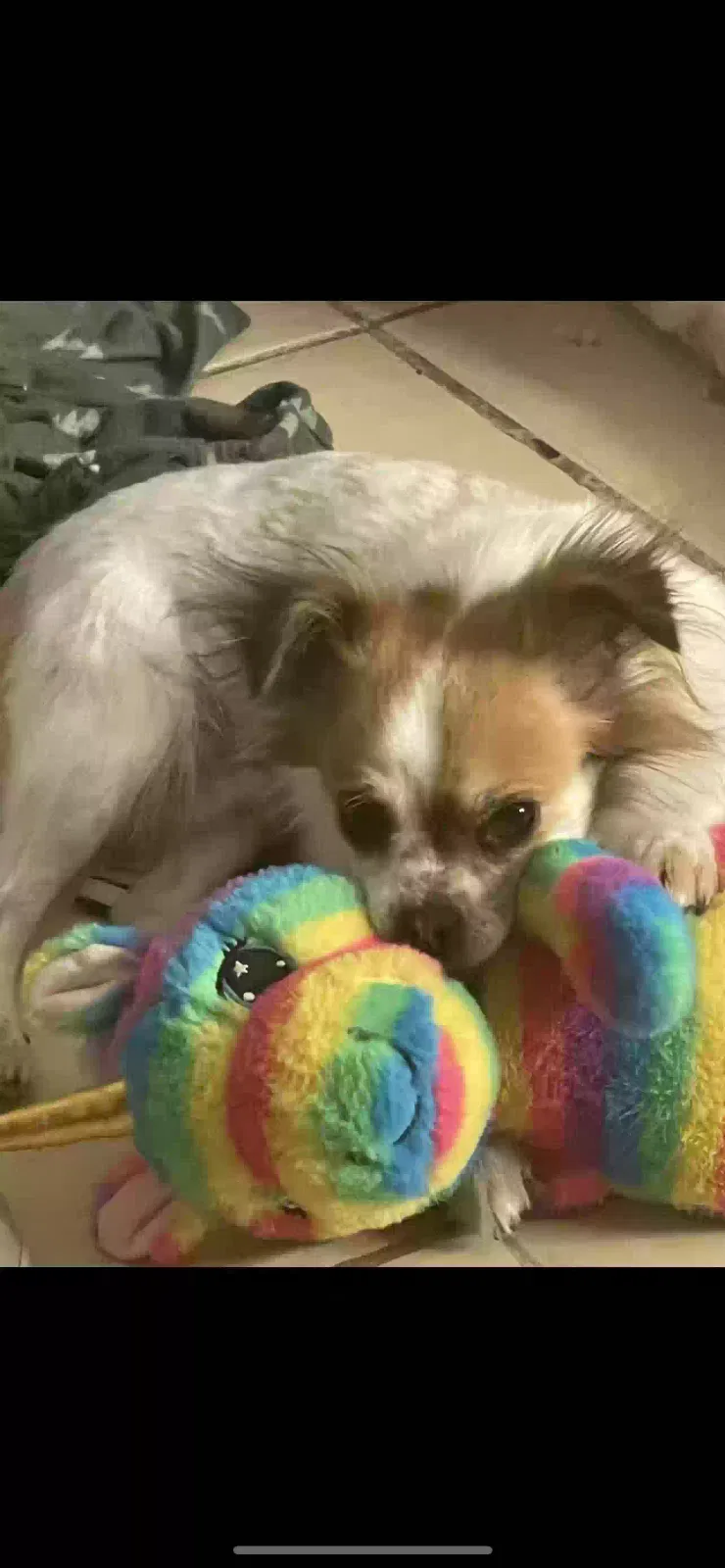 Lost dog in Phoenix, AZ, 85041