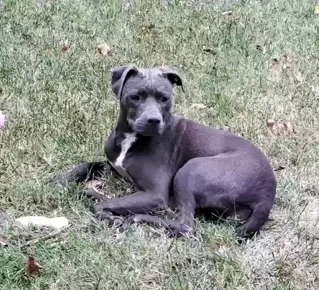 Found dog in Newport News, VA, 23602