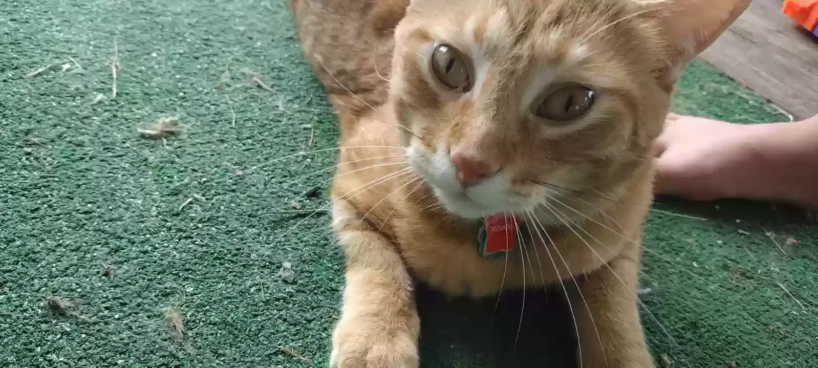 Lost cat in Pearland, TX, 77584