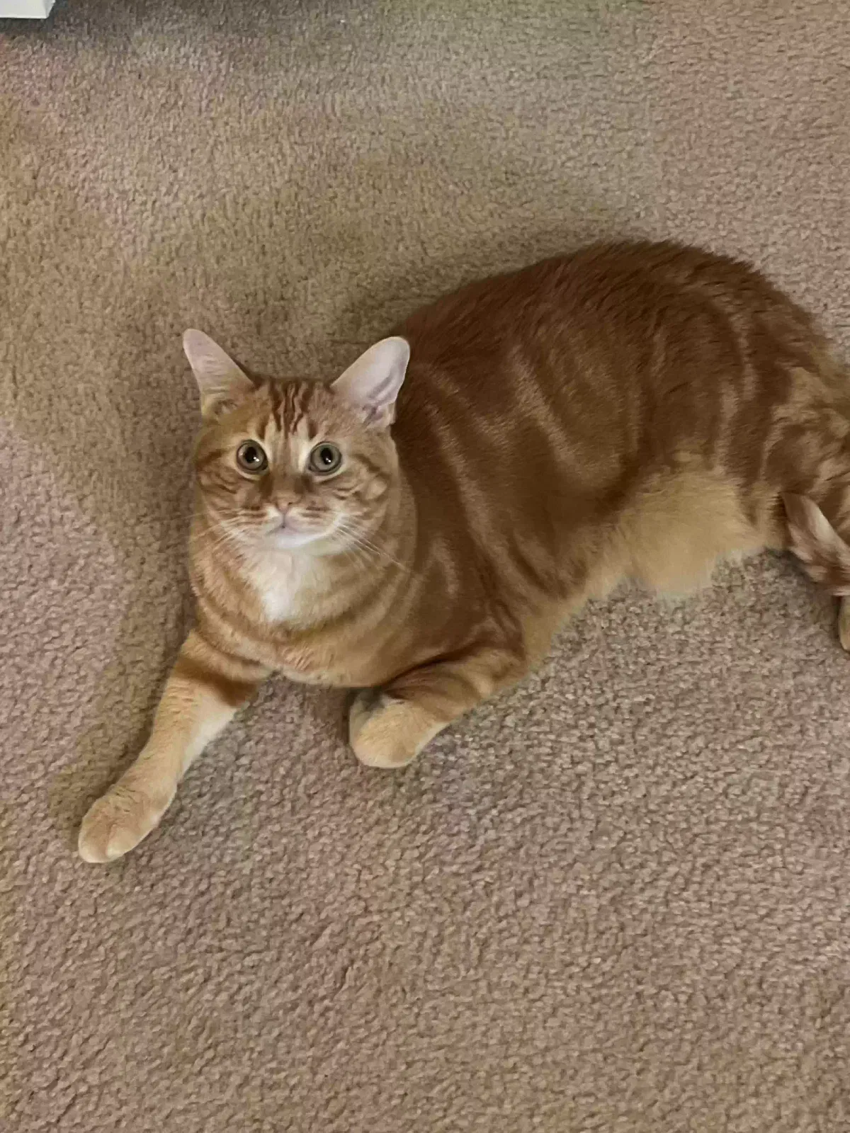 Lost cat in Cranberry Twp, PA, 16066