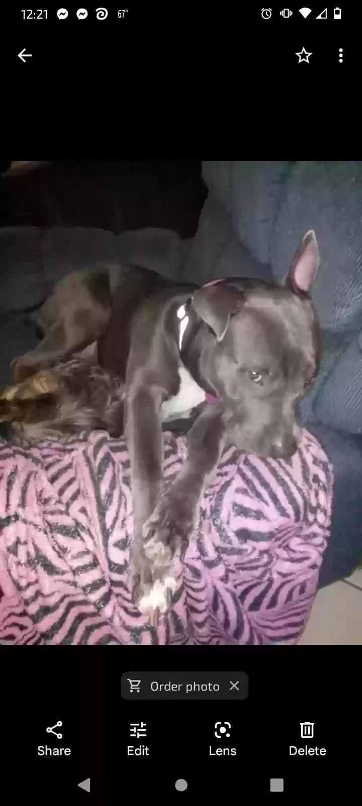 Lost dog in Tuckasegee, NC, 28783