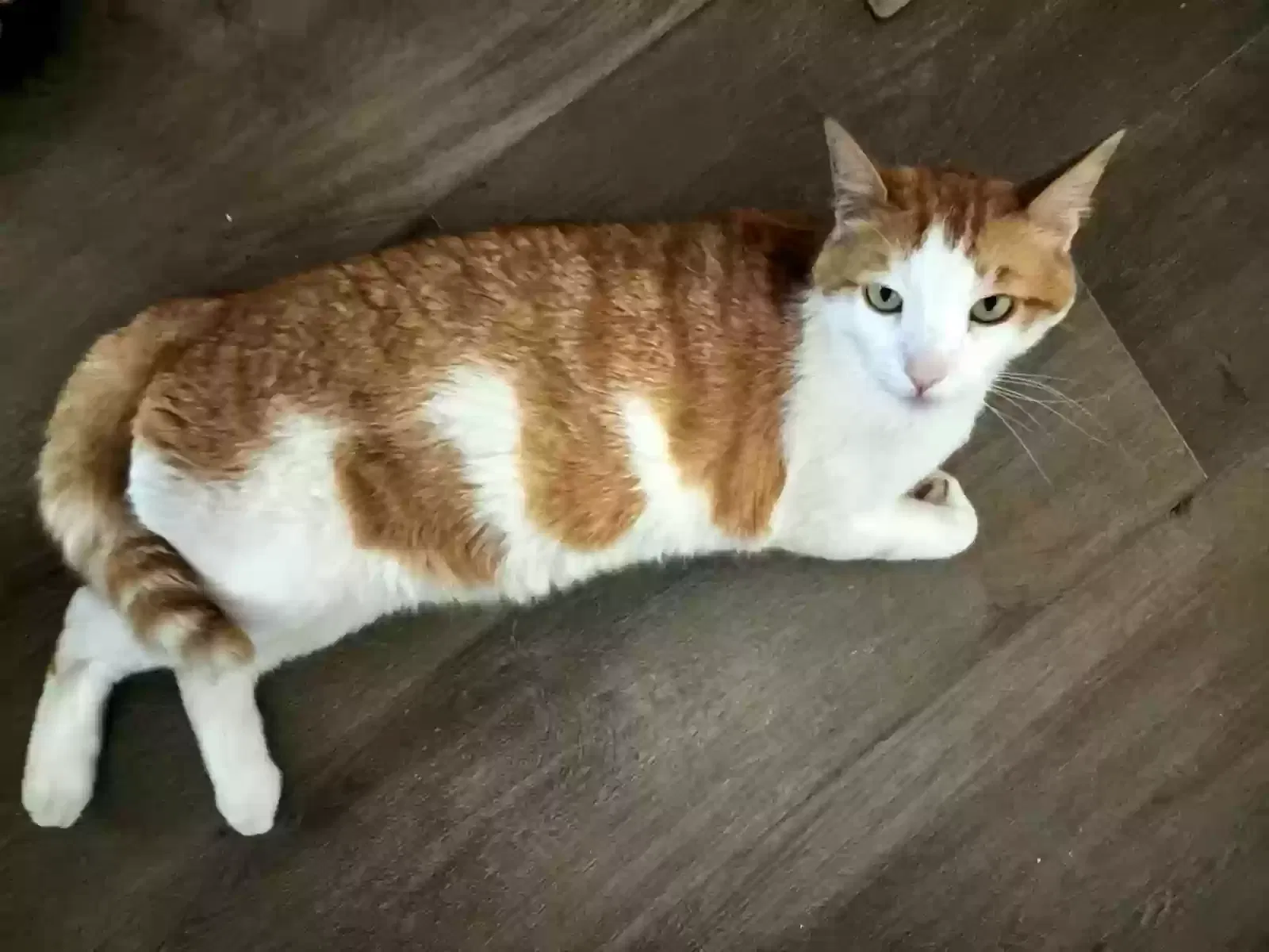 Lost cat in Tucson, AZ, 85716