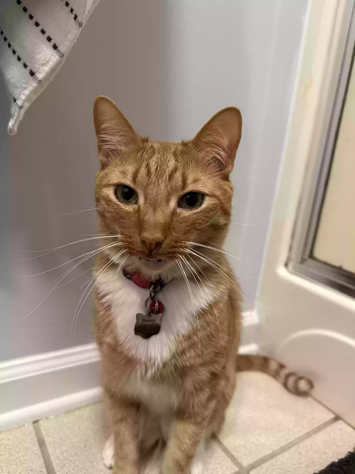 Lost cat in Ooltewah, TN, 37363