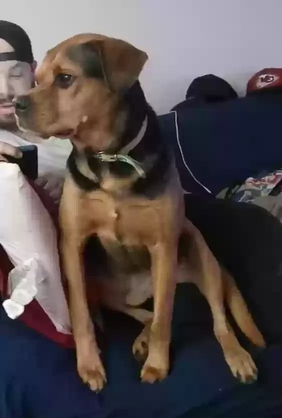 Lost dog in Colorado Springs, CO, 80917