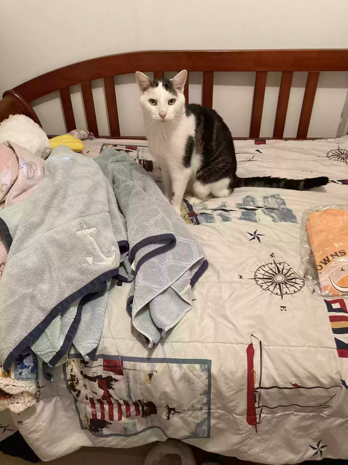 Lost cat in Readsboro, VT, 5350