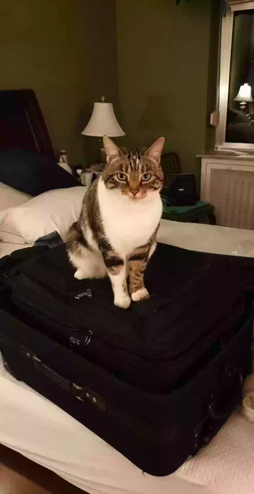 Lost cat in Millersville, MD, 21108