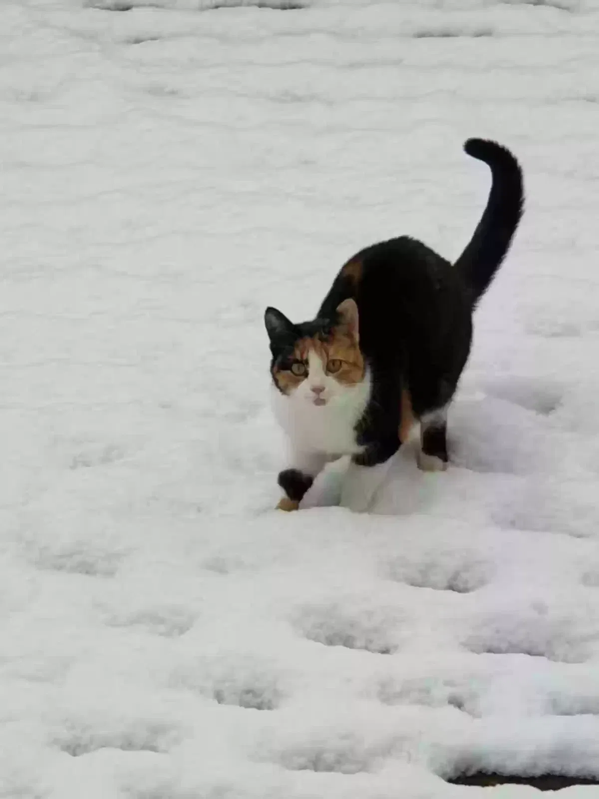 Lost cat in Millersville, MD, 21108