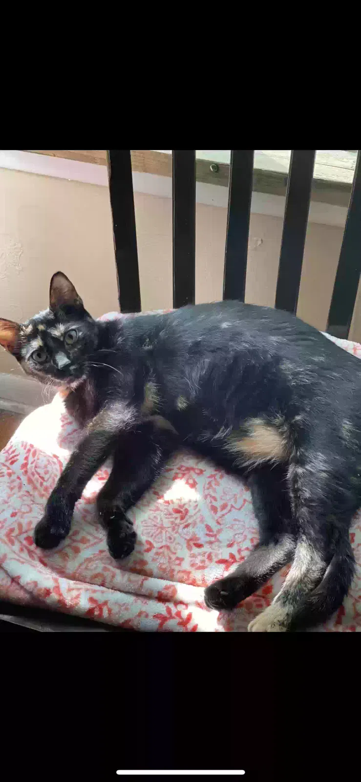 Lost cat in Buffalo, NY, 14228